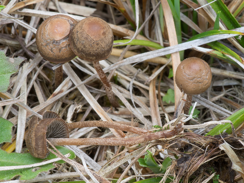 Panaeolus reticulatus